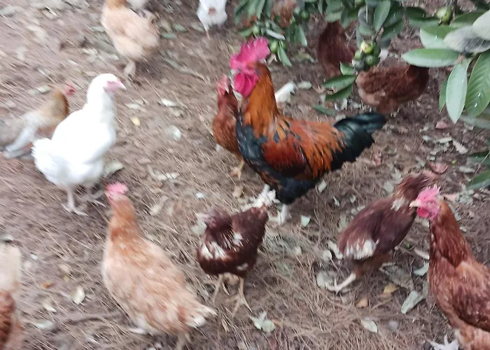 Aramai * Costa Adeje (Tenerife)