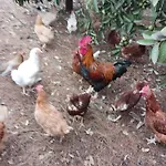Aramai * アデヘ